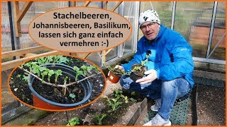 Stachelbeeren Johannisbeeren einfach vermehren Stecklinge [upl. by Aholah]