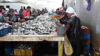 Picadores de sardinas en Guaca municipio Bermúdez estado Sucre Venezuela [upl. by Gherardo]