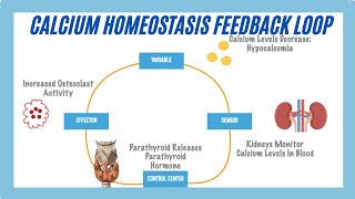 Calcium Homeostasis Feedback Loop [upl. by Llenrap]