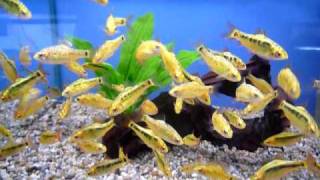 Neon Golden Barb  Sweet Knowle Aquatics [upl. by Norby]