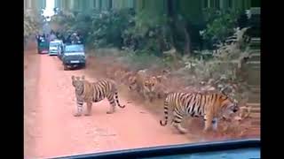 Gorumara National Park  Sudden entry of tigers  Lataguri Forest  Mitzinfinity [upl. by Reave464]