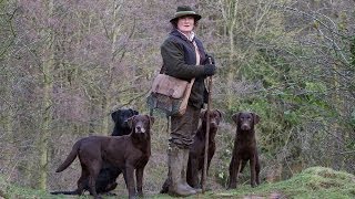 Working Labrador Retrievers with Grangemead Labradors [upl. by Kramer]