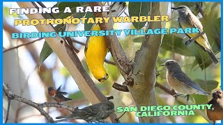 Finding a Rare Warbler  Birding University Village Park in San Diego County California [upl. by Woodring991]