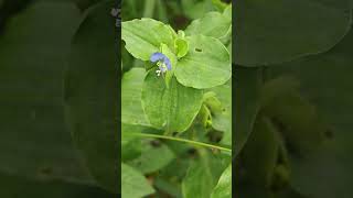 Commelina benghalensis Benghal Day FlowerKanaweedgardenshorts [upl. by Zitah]