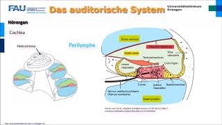 Neurophysiologie ─ Das auditorische System [upl. by Lehcyar]