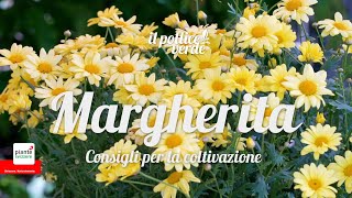 Margherita – Consigli per la coltivazione [upl. by Diego58]