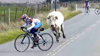 MOMENTOS ENGRAÇADOS DE VACAS ATACANDO CICLISTAS [upl. by Ellie234]