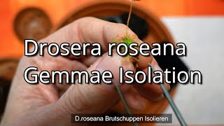 Isolate gemmae from Drosera roseana  Brutschuppen Isolation Droseana [upl. by Carlton]