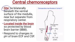 Control of respiration part 2  Central chemoreceptors [upl. by Jackson]