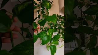 How to Propagate Pothos🤔🪴💦shortvideo [upl. by Ahsoem967]