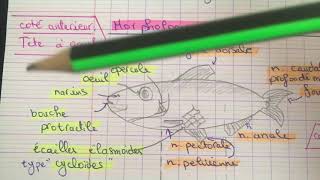 Tp zoologie L2 SNV  l’Allache Saredinella aurita 🐟✨ [upl. by Primrosa]