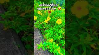 Peradeniya university medical faculty පේරාදෙණිය වෛද්‍ය පීඨය university medicine peradeniya [upl. by Arhez]