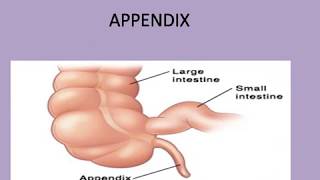 APPENDIX STRUCTURE ANATOMY AND PHYSIOLOGY [upl. by Cash]