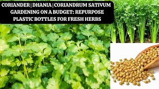 Coriander  Dhania  Coriandrum sativum Gardening on a Budget Repurpose Plastic Bottles for Fresh [upl. by Indnahc752]