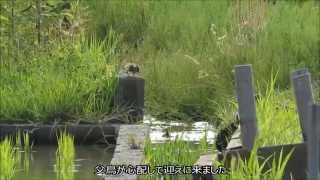 タマシギ父さんの子育て：珠鷸：Rostratula benghalensis－八尾市・摂津市－20150601 02 [upl. by Stelu]