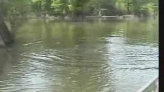 Bowfishing for Grass Carp [upl. by Nattirb886]