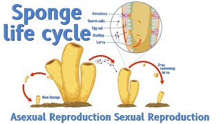 Sponge Life Cycle  Asexual Reproduction  Sexual Reproduction  CareWell Laboratory [upl. by Nirehtak]