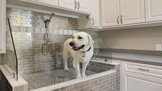 More People Are Installing Dog Showers In There Homes [upl. by Annaujat175]