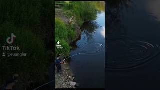 pike fly fishing fishing pike sport fish [upl. by Mimi]