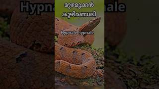 മുഴമൂക്കൻ കുഴിമണ്ഡലി pitvipers viper snakes python shortfeed wildanimals snakeattak [upl. by Halimeda486]