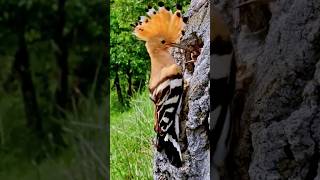 Hoopoe bird feeding 🌿❤️🌿hoopoe birds birdspecies parrot reelsshort viral [upl. by Aser778]