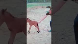 Cute Baby Horse ytshorts shorts trending [upl. by Vinn]