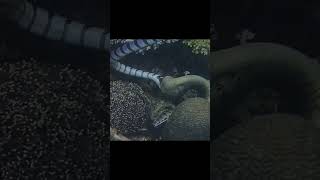 Belcher’s Sea Snakes vs octopusVenomous belchers sea snakes youtubeshorts youtube ytshorts [upl. by Randee]