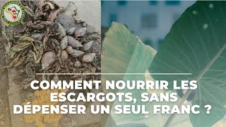 Comment nourrir tes escargots géants dAfrique sans dépenser un seul franc [upl. by Ycnay]