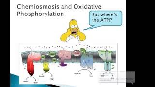 BTN223 Oxidative phosphorylation and ATPase [upl. by Wylen446]