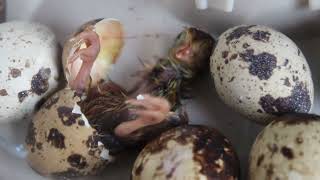 Quail Chicks Hatching [upl. by Cash]