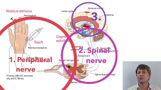 Ibuprofen indomethacin and naproxen NSAIDs COX 1 and 2 inhibitors [upl. by Litch]