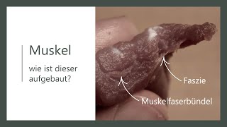 Muskel Aufbau  Wie ist der Muskel aufgebaut  Anatomie [upl. by Etam]