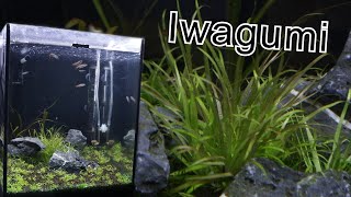 30L Iwagumi AQUASCAPE steg för steg [upl. by Alvina949]