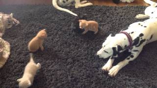 Dalmatian Puppies meet the Kittens Take 5 Attack of the kittens [upl. by Luzader]