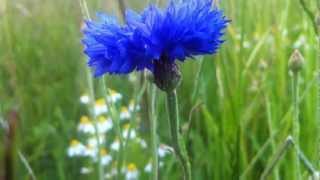 Cornflower Centaurea Cyanus  20120702 [upl. by Anipsed]