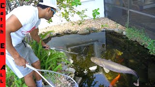 POND FISH INTRUDER Finally gets CAUGHT [upl. by Muhcon621]