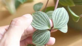 Parallel Peperomia Tetragona Puteolata Easy Houseplant Care [upl. by Htebazle]