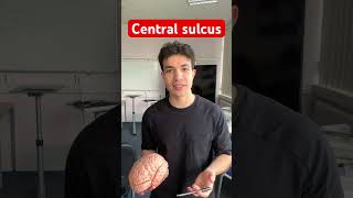 How to locate the central sulcus mbbs medicine medical anatomy doctor [upl. by Refotsirc]