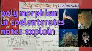 polymorphism in coelenterata or hydrozoa  notes explain [upl. by Licec]