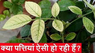 क्या गुलाब की पत्तियां पीली हो रही हैं  Chlorosis  Rose Leaves Turning Yellow  Iron Deficiency [upl. by Aesoh486]