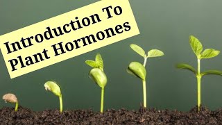 Introduction To Plant Hormones  Phytohormones   Lec 8  Plant Physiology [upl. by Dominick]