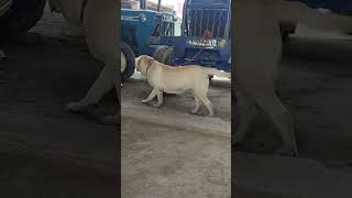 🌟 STAR kennel of 👑 Stellatrendingshorts doglover labrador viralshort amazing trending [upl. by Odlaumor525]