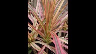 Dracaena Plant  Dracaena marginata  dracaena marginata tricolor [upl. by Thorvald]