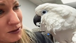 A sick cockatoo lost his human Heres how the vet responded [upl. by Del]