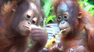 Amazing ORANGUTAN TOUR Borneo [upl. by Ttik]