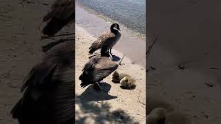 Canada goose getting protective  Canada goose hissing [upl. by Ettenrahs]