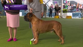 Bullmastiffs  Breed Judging 2023 [upl. by Aicnom]