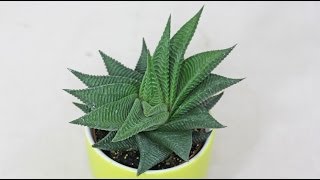 Haworthia limifolia [upl. by Roddie]