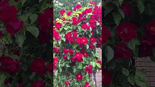 Beautiful Rose Plant🌹 shorts roseplant rosegarden roses [upl. by Farrison]