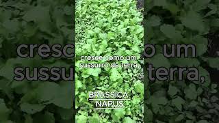 BRASSICA NAPUS AKA COUVE NABiÇA [upl. by Bitthia]